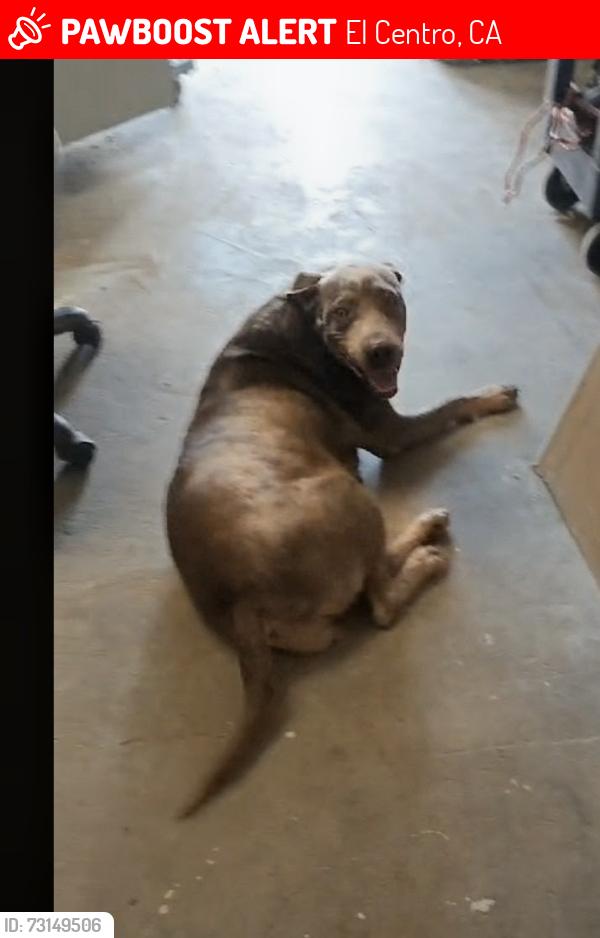 Lost Female Dog last seen Harding Elementary, El Centro, CA 92243