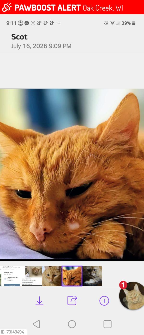 Lost Male Cat last seen 6th and Maple Carrollville subdivision, Oak Creek, WI 53154