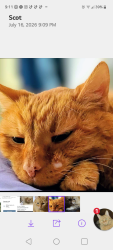 Lost Male Cat last seen 6th and Maple Carrollville subdivision, Oak Creek, WI 53154