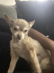 Lost Female Dog last seen Near Hayden st, Atlanta, GA 30331