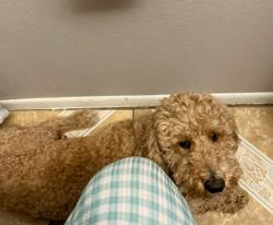 Reunited Male Dog last seen Braewood Park 88th & Peoria, Peoria, AZ 85345