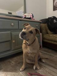Found/Stray Female Dog last seen Alley way, Plano, TX 75023