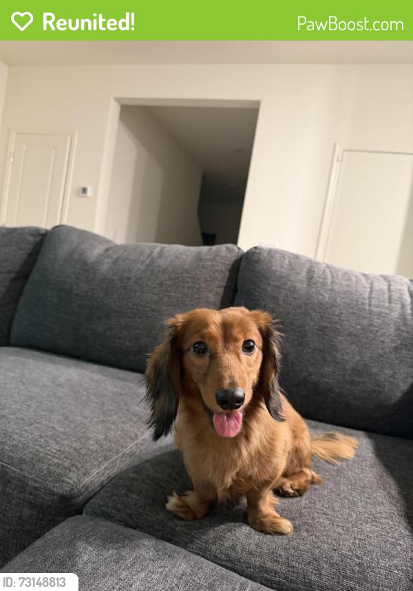 Reunited Male Dog last seen MLK AND CRAIG, North Las Vegas, NV 89032