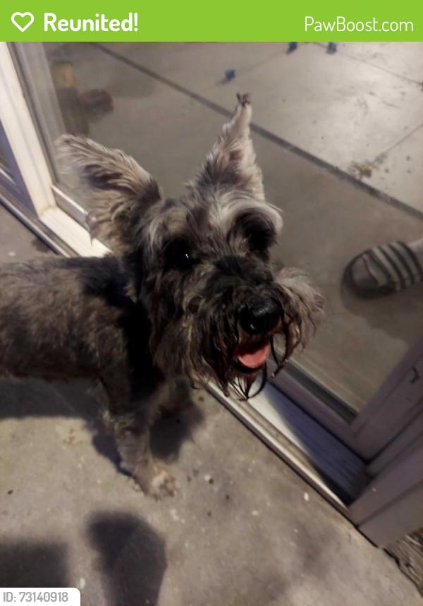 Reunited Female Dog last seen Madison & Ballantyne, El Cajon, CA 92020