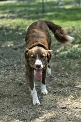 Lost Female Dog last seen E Williams, Conroe, TX 77303
