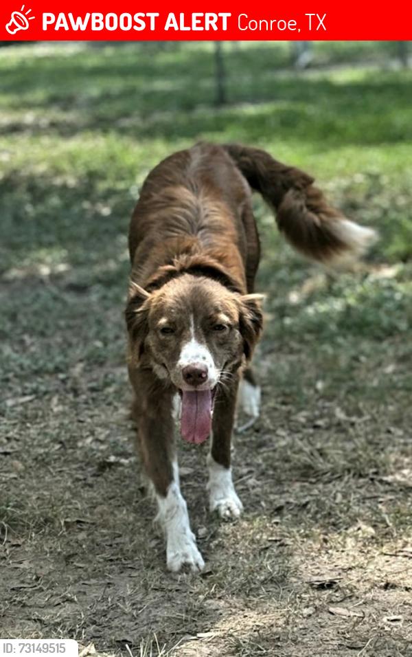 Lost Female Dog last seen E Williams, Conroe, TX 77303