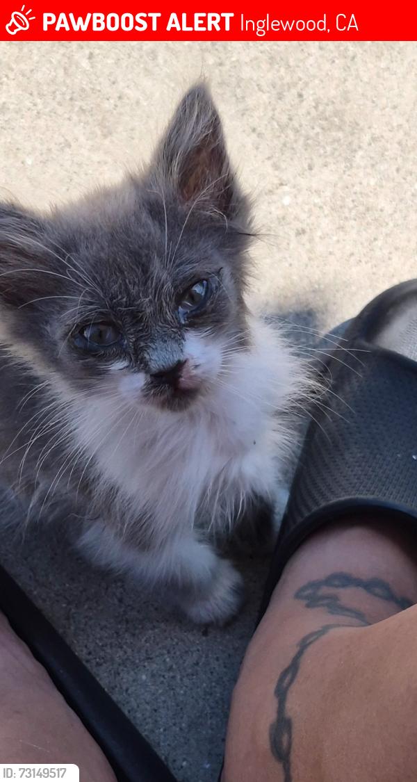 Lost Female Cat last seen Prairie, Inglewood, CA 90303