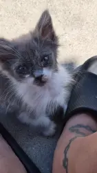 Lost Female Cat last seen Prairie, Inglewood, CA 90303