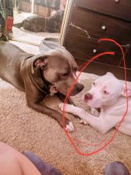 Lost Female Dog last seen Ellenbrook and Malaga, Rancho Cordova, CA 95670