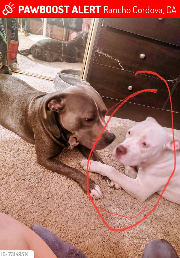 Lost Female Dog last seen Ellenbrook and Malaga, Rancho Cordova, CA 95670