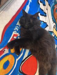 Lost Female Cat last seen Spanish creek, Windsor, CA 95492