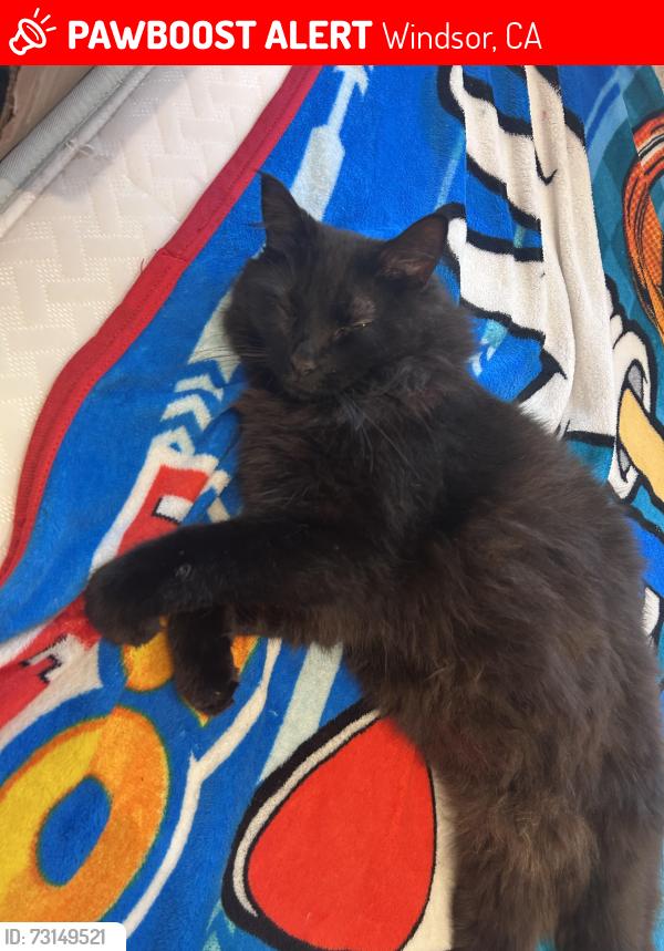 Lost Female Cat last seen Spanish creek, Windsor, CA 95492