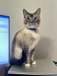 Lost Female Cat last seen Morse Avenue and Arden Way, Sacramento, CA 95864