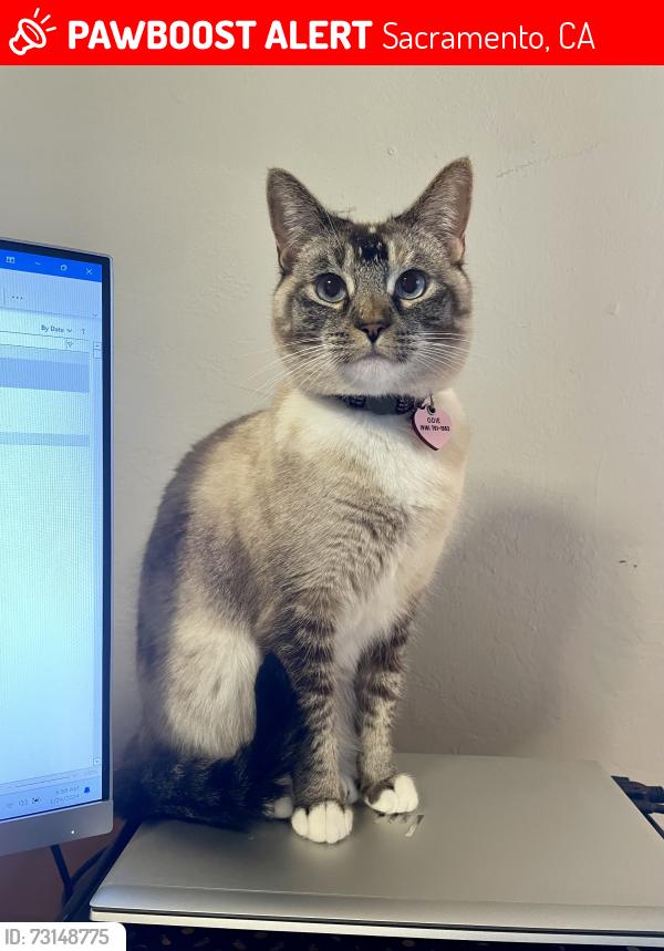 Lost Female Cat last seen Morse Avenue and Arden Way, Sacramento, CA 95864