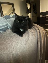 Lost Male Cat last seen South service road and Chippendale road, Mississauga, ON 