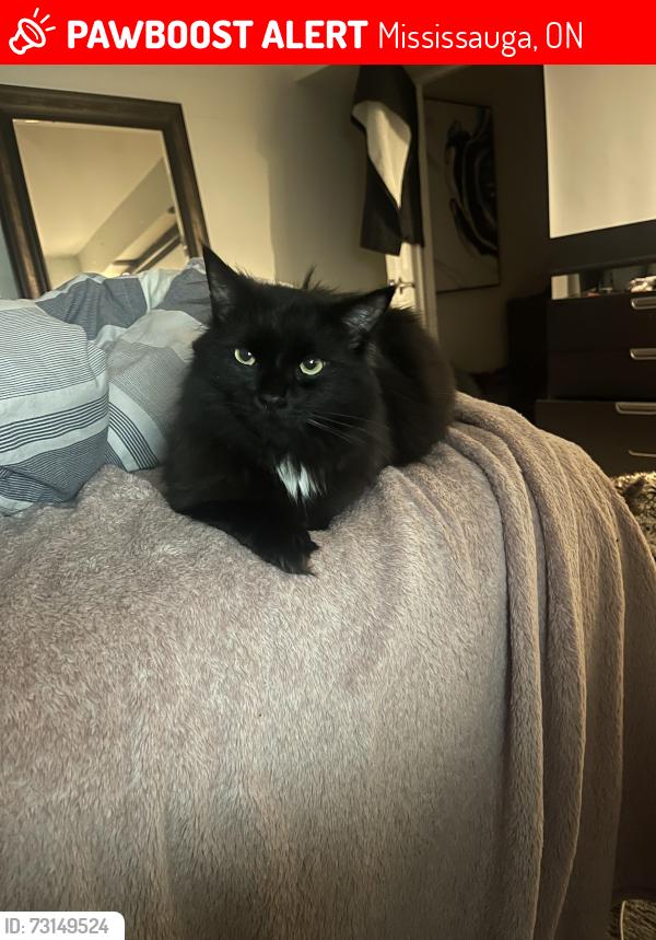 Lost Male Cat last seen South service road and Chippendale road, Mississauga, ON 