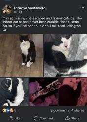 Lost Female Cat last seen Bunker hill mill road, Lexington, VA 24450