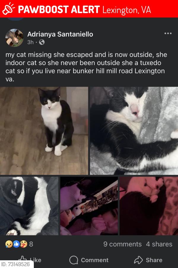 Lost Female Cat last seen Bunker hill mill road, Lexington, VA 24450