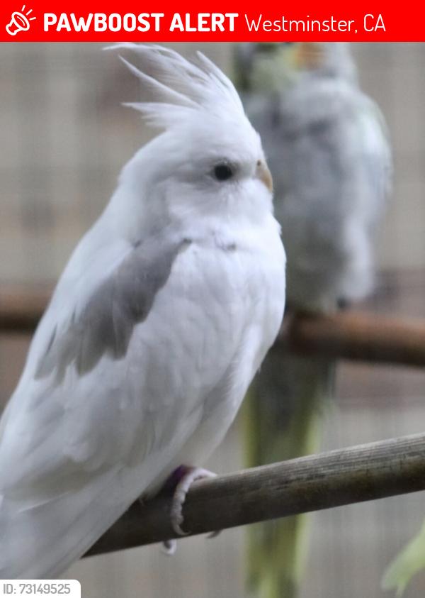 Lost Male Bird last seen Near Hoover st, Westminster, CA 92683