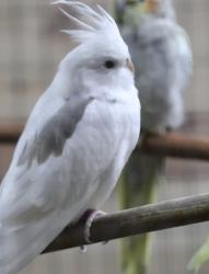 Lost Male Bird last seen Near Hoover st, Westminster, CA 92683