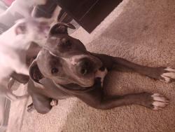 Lost Female Dog last seen Ellenbrook and Malaga, Rancho Cordova, CA 95670