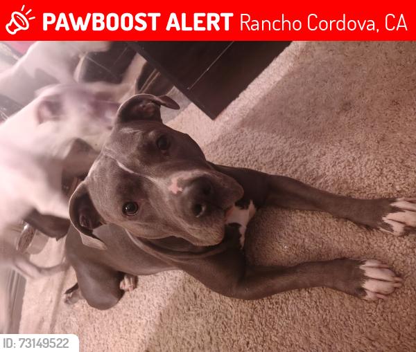 Lost Female Dog last seen Ellenbrook and Malaga, Rancho Cordova, CA 95670
