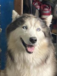 Reunited Male Dog last seen Police said they may have saw him on (Ne 125st 12ave), Biscayne Park, FL 33161