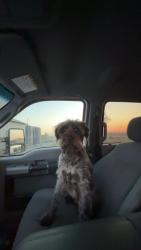Reunited Male Dog last seen Silkwood & Minosa near Liberty Market, Delhi, CA 95315
