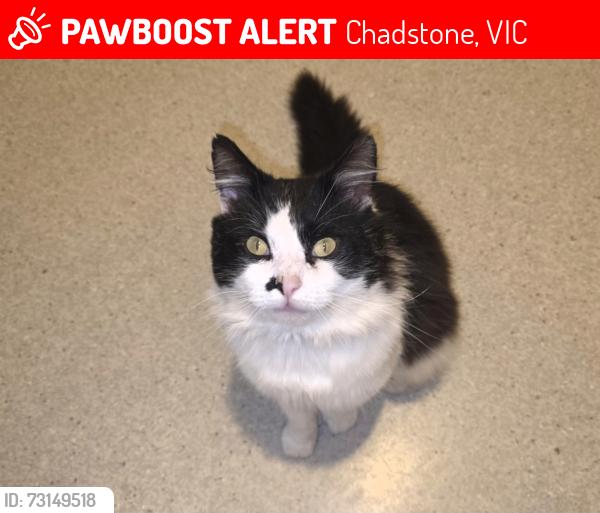 Lost Male Cat last seen Huntingdale road, Chadstone, VIC 3148