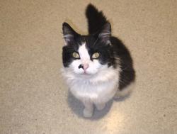 Lost Male Cat last seen Huntingdale road, Chadstone, VIC 3148