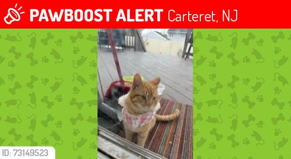 Lost Male Cat last seen Poplar street, Carteret, NJ 07008