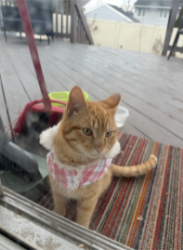 Lost Male Cat last seen Poplar street, Carteret, NJ 07008