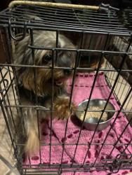Reunited Unknown Dog last seen Sage and 94th St SW, Albuquerque, NM 87121