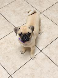 Reunited Female Dog last seen Near sandy knolls drive spring Tx 77379, Spring, TX 77379