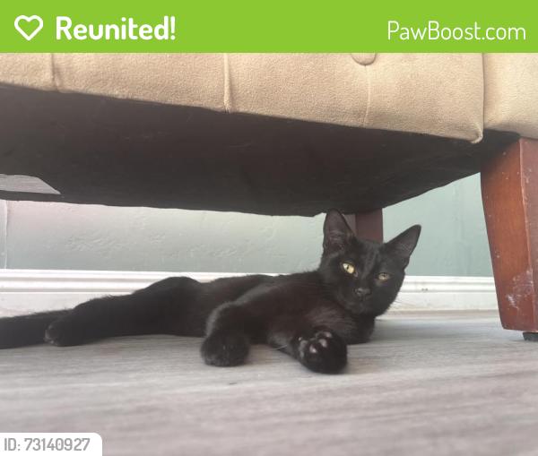 Reunited Male Cat last seen Elm ave and oxford area, Chula Vista, CA 91911