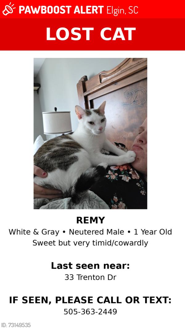 Lost Male Cat last seen Trenton Dr, Elgin, SC 29045