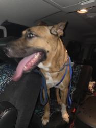 Found/Stray Male Dog last seen 30th Street and German Church Road, Indianapolis, IN 46235