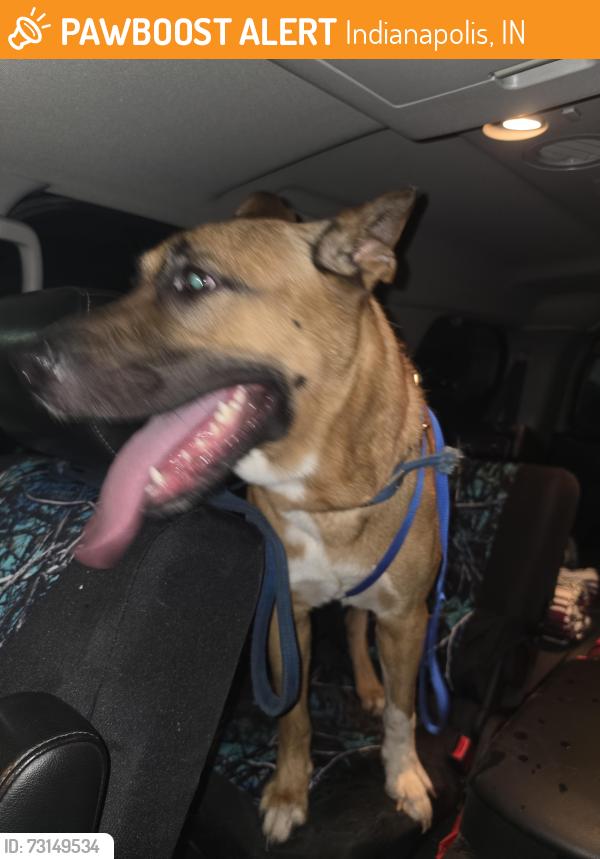 Found/Stray Male Dog last seen 30th Street and German Church Road, Indianapolis, IN 46235
