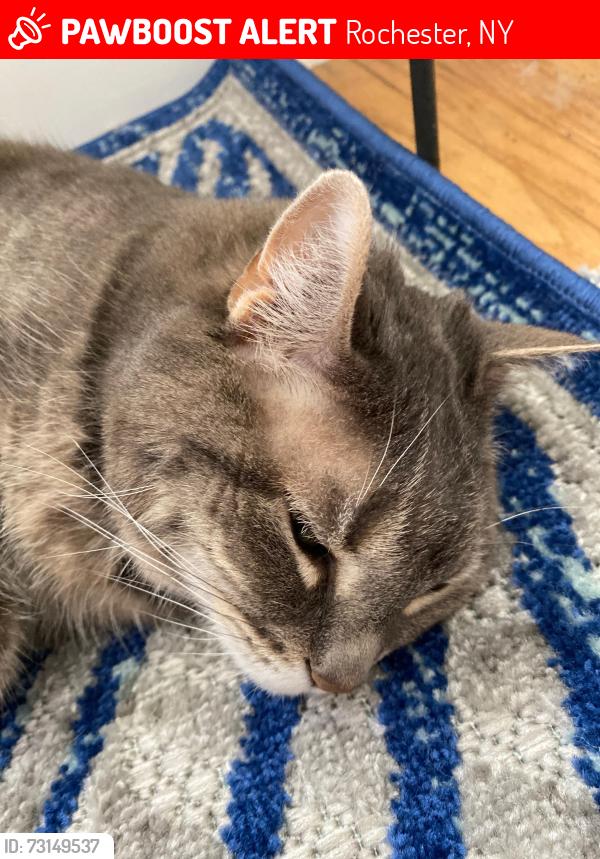 Lost Female Cat last seen Erath st, Rochester, NY 14626