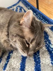 Lost Female Cat last seen Erath st, Rochester, NY 14626