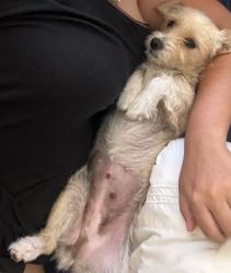Lost Female Dog last seen 15th ave and Vanburen, Phoenix, AZ 85007