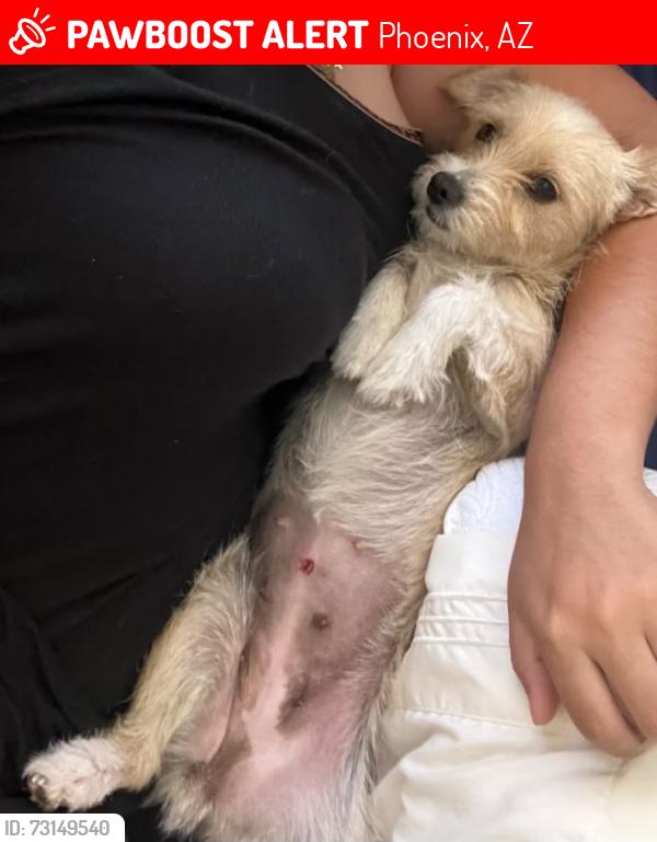 Lost Female Dog last seen 15th ave and Vanburen, Phoenix, AZ 85007