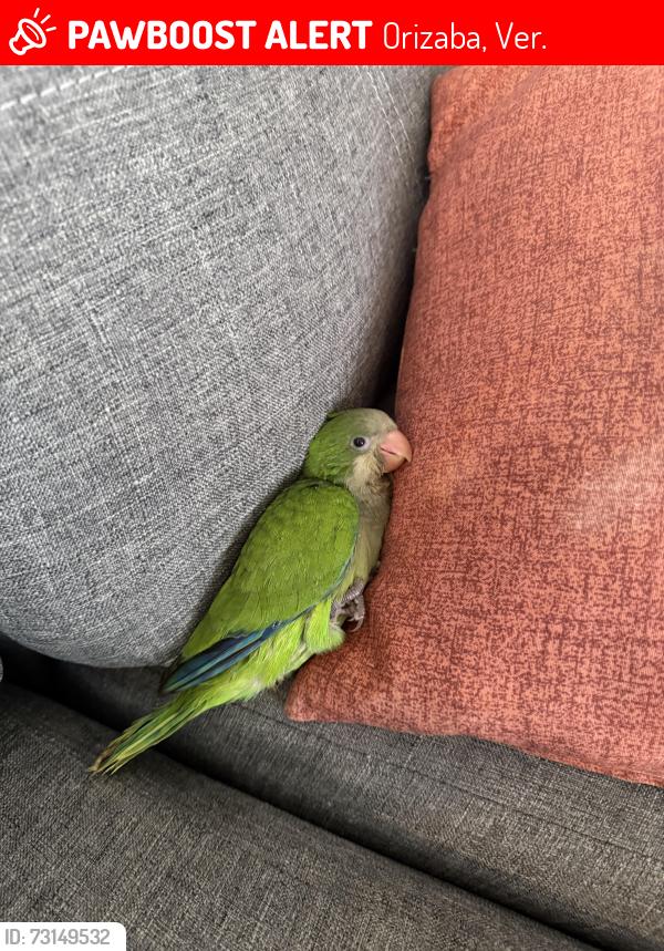 Lost Male Bird last seen Priv. Ote. 35 Abelardo L. Rodriguez, Orizaba, Orizaba, Ver. 