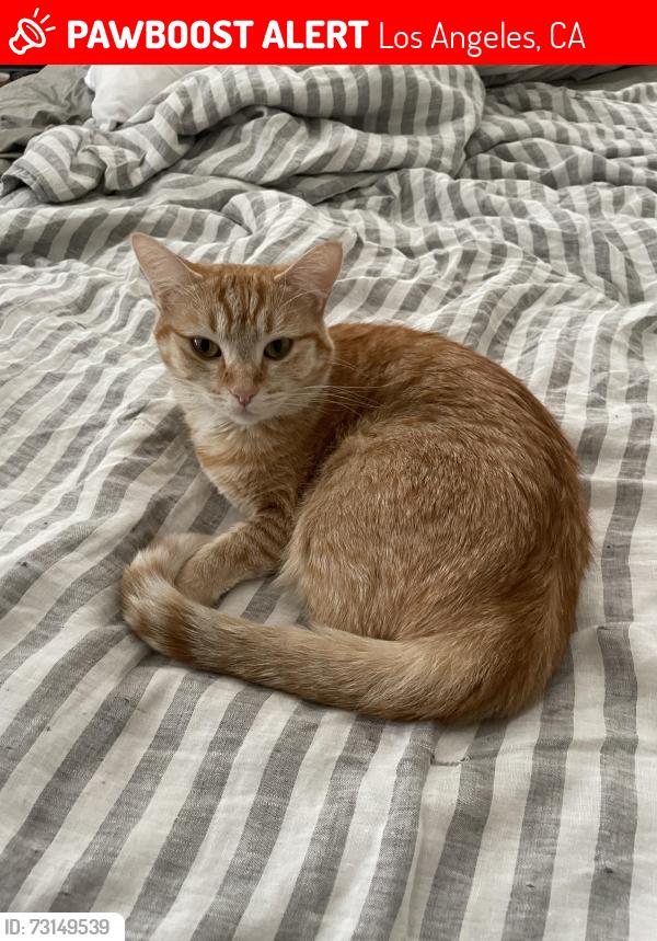 Lost Female Cat last seen Barrington between National and Indianpolis, Los Angeles, CA 90066