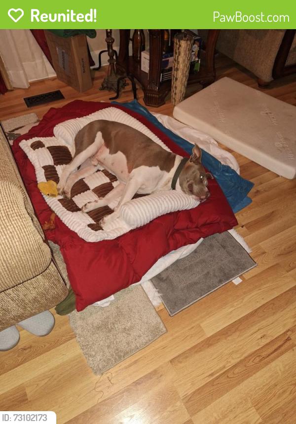 Reunited Male Dog last seen St. Mary’s Road, Columbus, GA 31903