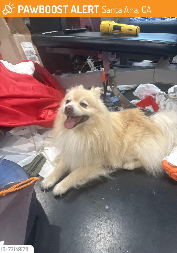 Found/Stray Male Dog last seen S Raitt st. And Warner by John Adams Elementary, Santa Ana, CA 92704