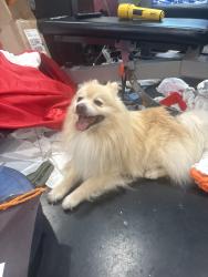 Found/Stray Male Dog last seen S Raitt st. And Warner by John Adams Elementary, Santa Ana, CA 92704
