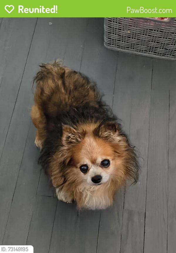 Reunited Male Dog last seen Aspire Wealth Management & Tax Center, Kansas City, MO 64119