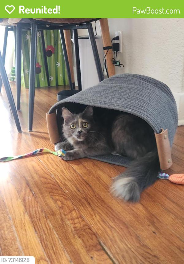 Reunited Female Cat last seen 42nd and Meade, San Diego 92116, San Diego, CA 92116