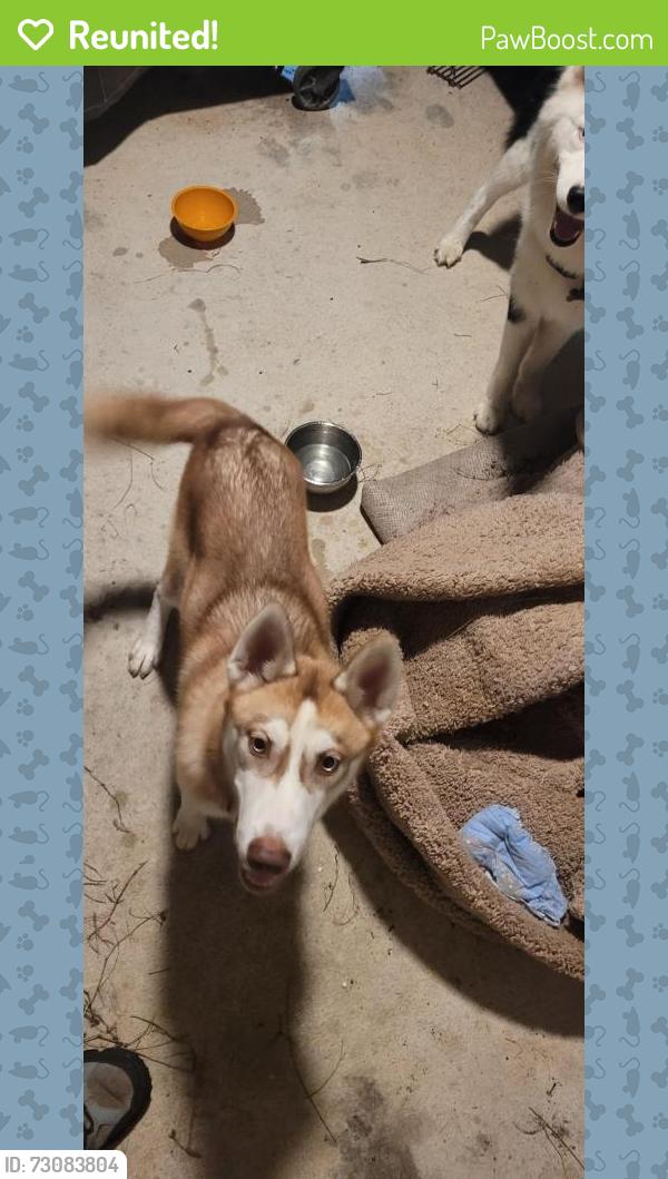 Reunited Unknown Dog last seen Ridge Heights, New Braunfels, TX 78130